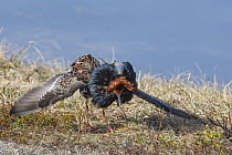 Ruff (Calidris pugnax) male displaying breeding plumage at lek, Pokka, Finnish Lapland. May.