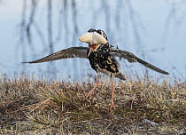 Ruff (Calidris pugnax) male displaying breeding plumage at lek with ruff raised, Pokka, Finnish Lapland. May.