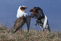 Two male Ruffs (Calidris pugnax) displaying at lek in their breeding plumage, Pokka, Finnish Lapland. May.