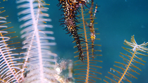 Close up of Ornate ghost pipefish (Solenostomus paradoxus) pair courting. The male swims round the female. Lembeh Strait, Indonesia.