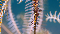 Close up of Ornate ghost pipefish (Solenostomus paradoxus) courting, Lembeh Strait, Indonesia.
