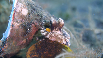 Coconut octopus (Amphioctopus marginatus) breathing. The animal is hiding under a plastic cup. Lembeh Strait, Indonesia.