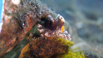 Close up of Coconut octopus (Amphioctopus marginatus) hiding under a plastic cup, Lembeh Strait, Indonesia.