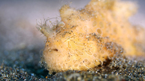 Close up of Hairy frogfish (Antennarius striatus) crawling along the sandy seabed, Lembeh Strait, Indonesia.