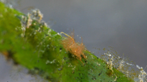 Close up of Hairy shrimp (Phycocaris simulans) eating, Lembeh Strait, Indonesia.