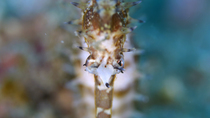 Close up of Thorny seahorse (Hippocampus histrix) head. The eyes of the animal can be seen moving as it looks around. Lembeh Strait, Indonesia.