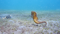 Tracking shot of a pregnant Common seahorse (Hippocampus sp.) swimming along the seabed, Lembeh Strait, Indonesia.