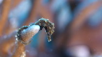 Common seahorse (Hippocampus sp.) using its prehensile tail to hold onto the coral in a current, Lembeh Strait, Indonesia.