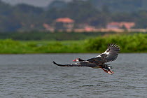 Spur-winged goose (Plectropterus gambensis) in flight.  Uganda. July.