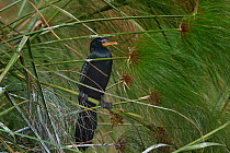 Long-tailed cormorant (Phalacrocorax africanus) perched on Papyrus (Cyperus papyrus). Uganda. July.