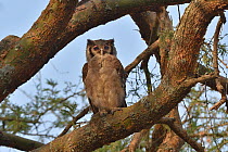 Verreaux's eagle-owl (Bubo lacteus) perched on branch.  Uganda.