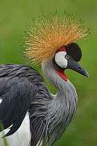 Black crowned crane (Balearica pavonina) profile.  Uganda.
