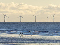 Woman pushing a pram and walking a dog across beach with wind turbines at the Walney offshore wind farm in background, off Walney Island, Cumbria, UK. November, 2021.