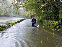 Woman walking two dogs through floodwater from the River Rothay flooding onto the road following torrential rain, Ambleside, Lake District, Cumbria, UK. October, 2021.