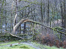 A tree snapped and twisted by Storm Arwen, an extremely powerful storm that created huge damage and loss of life, Rydal near Ambleside, Lake District, Cumbria, UK. November, 2021.