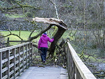Woman walking across footbridge over the River Rothay blocked by a fallen branch brought down by Storm Arwen, Rydal, Lake District, Cumbria, UK. November, 2021.