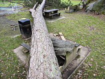 Scots pine (Pinus sylvestris) tree blown over by Storm Arwen, crushing a picnic table in parkland, Ambleside, Lake District, Cumbria, UK. November, 2021.