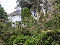 Monkey puzzle tree (Araucaria araucana) blown onto a house by Storm Arwen, an extremely powerful storm that created huge damage and loss of life, Ambleside, Lake District, Cumbria, UK. November, 2021.