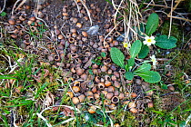 Empty Hazelnut shells eaten by squirrels, alonside flowering Primrose (Primula vulgaris), Austwick, Yorkshire Dales, UK. May.