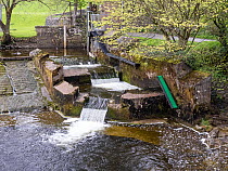 An Eel pass and fish ladder on a weir on the River Ribble, Settle, Yorkshire Dales, UK. May.