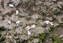 Northern gannet (Morus bassanus) carcasses on rocks along the shore, victims of Avian flu, Hermaness, Unst, Shetland, Scotland, UK. July, 2022.