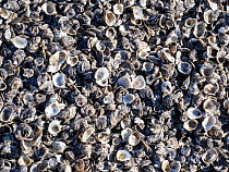 Oyster (Ostreidae) shells from a fish farm, Walney island, Cumbria, UK. March.