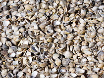 Cockle (Cardiidae) shells from a fish farm, Walney island, Cumbria, UK. March.