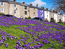 Crocuses (Crocus sp.) flowering in front of a row of houses, Ulverston, Cumbria, UK. March.