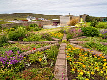 Flowerbeds and picnic benches in the community garden at North Roe, on the northern tip of Mainland Shetland, Scotland, UK. July, 2022.
