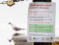 Poster warning about the presence of Blue-green algae (Cyanobacteria) in Lake Windermere, Ambleside, Lake District, UK. October, 2022.