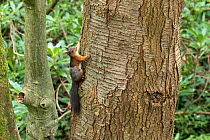 Red squirrel (Sciurus vulgaris) climbing up a tree trunk in woodland, Beaumaris, Anglesey, Wales, UK. April.