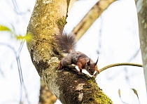 Red squirrel (Sciurus vulgaris) scampering down a tree trunk in woodland, Beaumaris, Anglesey, Wales, UK. April.