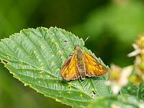 Small skipper butterfly (Thymelicus sylvestris) resting on leaf, Foulshaw Moss Nature Reserve, Cumbria, UK. July.