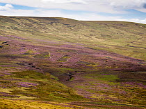 Heather moorland on the Bowland Moors, damaged by the grouse shooting industry, Yorkshire, UK. August, 2022.