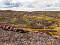 Heather moorland on the Bowland Moors, damaged by the grouse shooting industry, Yorkshire, UK. August, 2022.