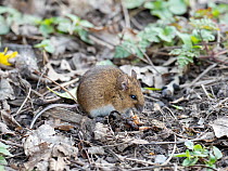 Wood mouse (Apodemus sylvaticus) feeding on carrion, Quorn, Leicestershire, UK. April.