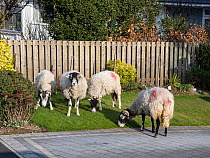 Flock of escaped sheep wandering around village grazing on roadside grass, Ambleside, Lake District, UK. March.