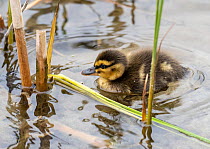 Mallard (Anas platyrhynchos) duckling swimming among reeds, Lake Windermere, Lake District, Cumbria, UK. April.
