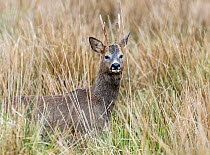 Roe deer (Capreolus capreolus) buck, standing alert among long grass, Lake Windermere, Lake District, Cumbria, UK. April.