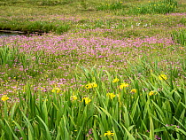 Ragged robin (Silene flos-cuculi), Orchids (Orchidaceae) and Yellow flag iris (Iris pseudacorus) flowering in a damp, marshy meadow, Ling Ness, South Nesting, Shetland, Scotland, UK. June.