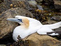 Northern gannet (Morus bassanus) stranded on the shore, dying of avian flu, Ling Ness, Eswick, Shetland, Scotland, UK. June, 2022.