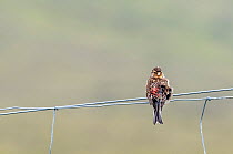 Twite (Linaria flavirostris) perched on wire fence, Huxter, Shetland, Scotland, UK. June.