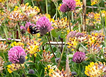 Shetland bumblebee (Bombus muscorum agricolae) nectaring on Clover (Trifolium sp.) and Kidney vetch (Anthyllis vulneraria), Skeld, Shetland, Scotland, UK. June.