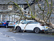 Tree blown over by Storm Arwen onto a car at ferry landing, Lake Windermere, Lake District, UK. December, 2021.