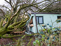 Trees blown over by Storm Arwen, demolishing a caravan, Lake Windermere, Lake District, Cumbria, UK. December, 2021.