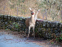 Red deer (Cervus elaphus) with its hind leg caught between two wires on a wall top, after it tried jumping over, Thirlmere, Lake District, Cumbria, UK. December.