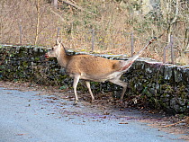 Red deer (Cervus elaphus) with its hind leg caught between two wires on a wall top, after it tried jumping over, Thirlmere, Lake District, Cumbria, UK. December.