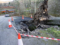 A tree blown over by Storm Arwen cordoned off with tape and cones along roadside, Troutbeck, Lake District, Cumbria, UK. December, 2021.
