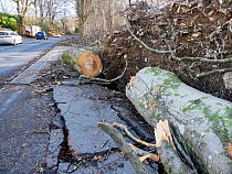 Fallen Beech trees and damaged pavement, the aftermath of Storm Arwen, near Ambleside, Lake District, Cumbria, UK. December, 2021.