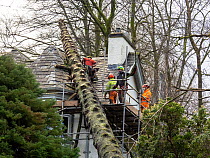 Tree surgeons removing a Monkey puzzle tree (Araucaria araucana) blown onto a house by Storm Arwen, an extremely powerful storm that created huge damage and loss of life, Ambleside, Lake District, Cum...